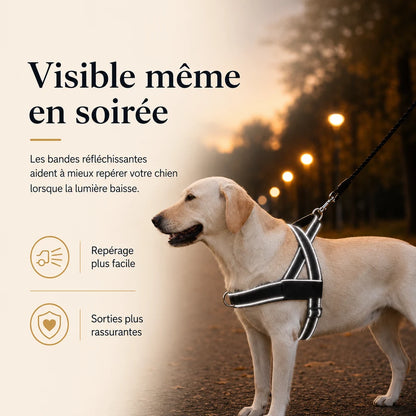 harnais-chien-reflechissant-visible-nuit