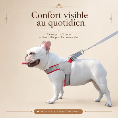 harnais chien rouge reflechissant lifestyle