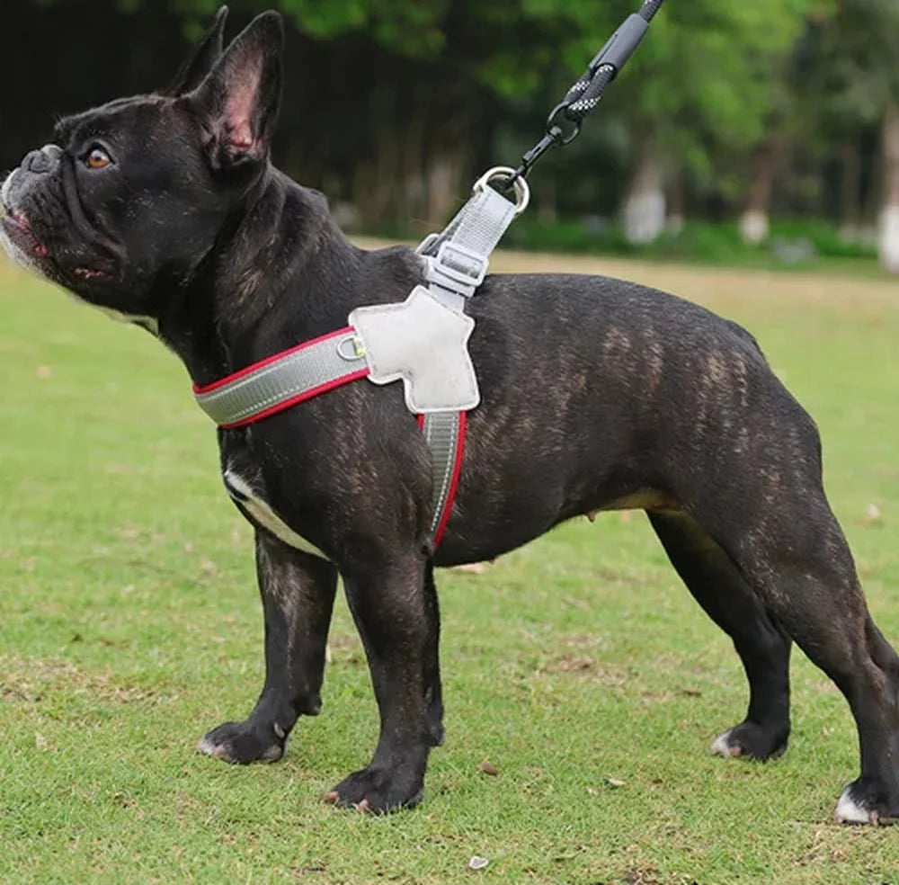 Bouledogue français en promenade avec le harnais réfléchissant