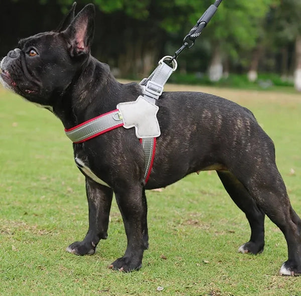 Bouledogue français en promenade avec le harnais réfléchissant