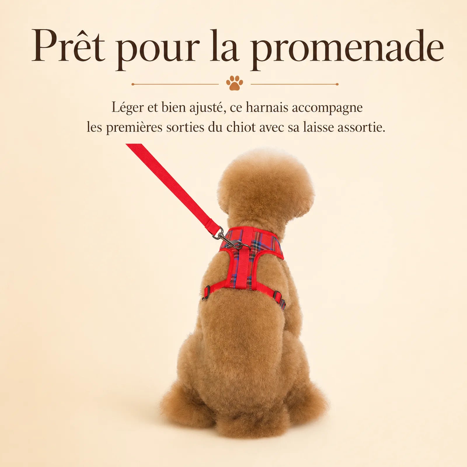 harnais chiot classique ajustable lifestyle
