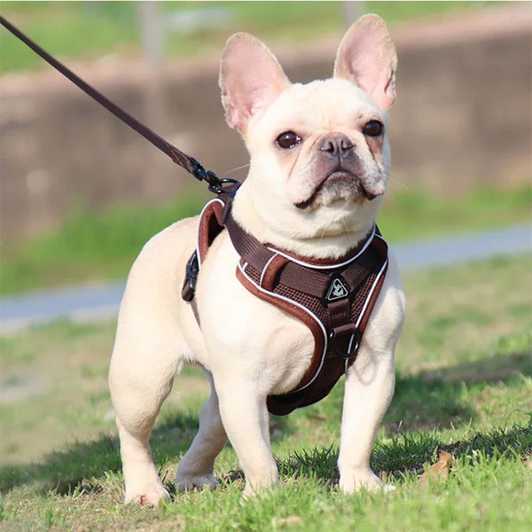 Bouledogue français portant le harnais chiot doux coloré en chocolat, vu de face