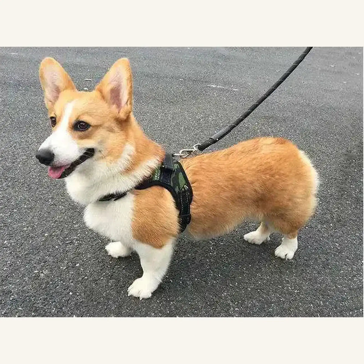 Corgi portant le harnais chiot maille respirante camouflage