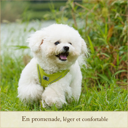 harnais chiot respirant multicolore lifestyle