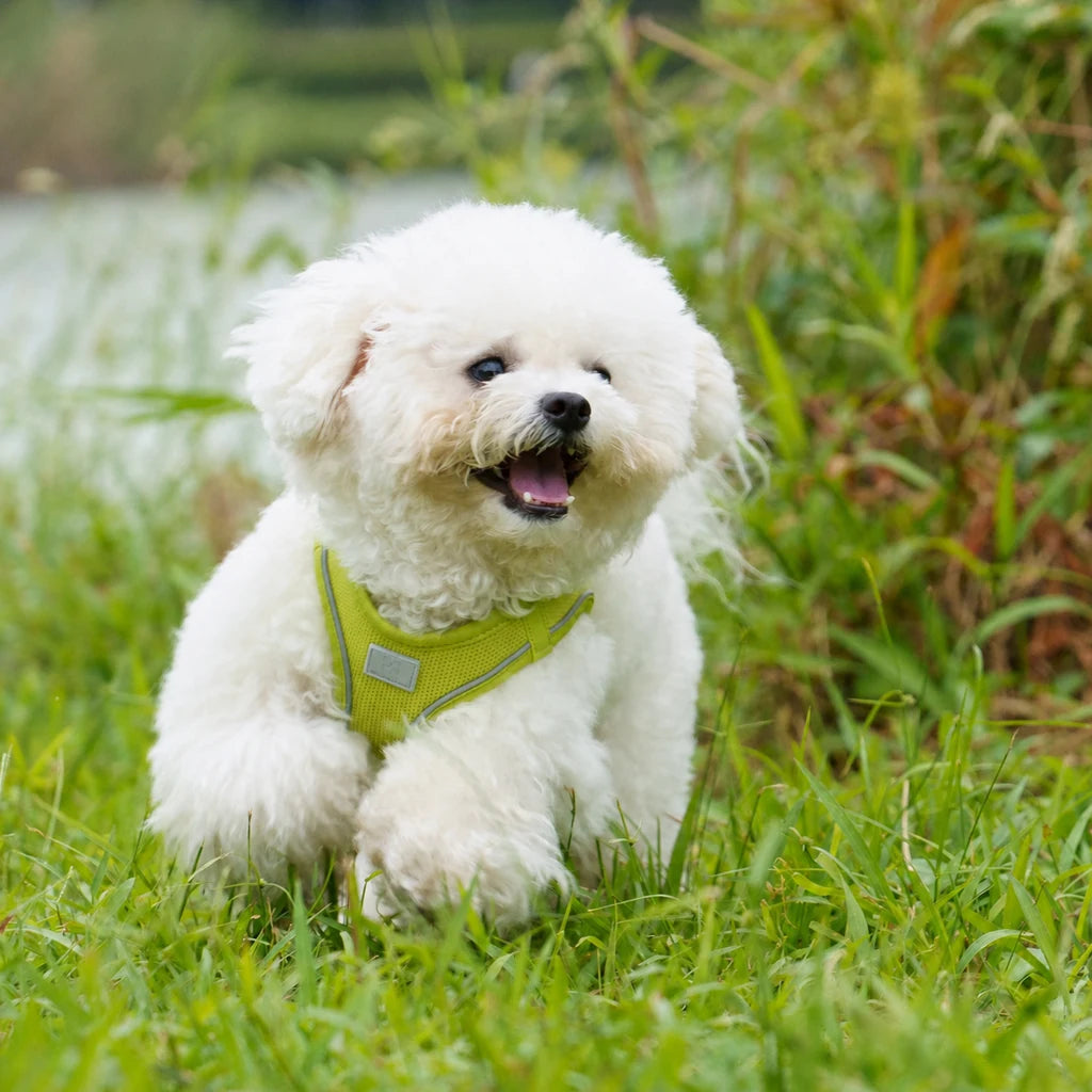 Harnais chiot Respirant Multicolore coloris vert, porté par un chiot