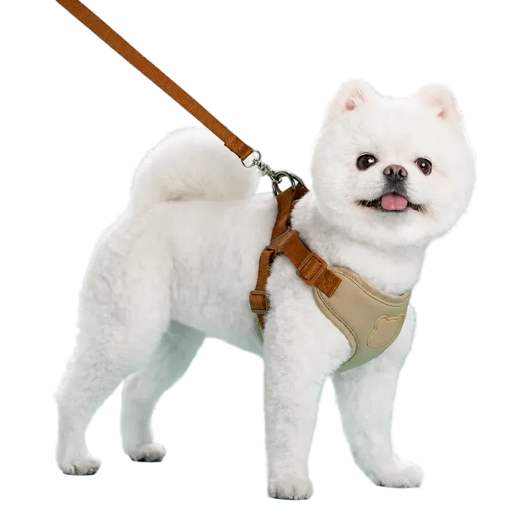 Harnais chiot respirant réglable kaki porté par un chien poméranien