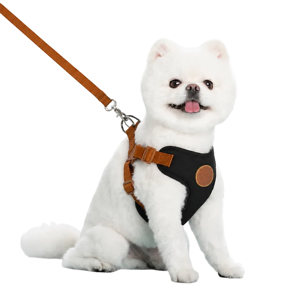 Harnais chiot respirant réglable noir, chien assis avec laisse