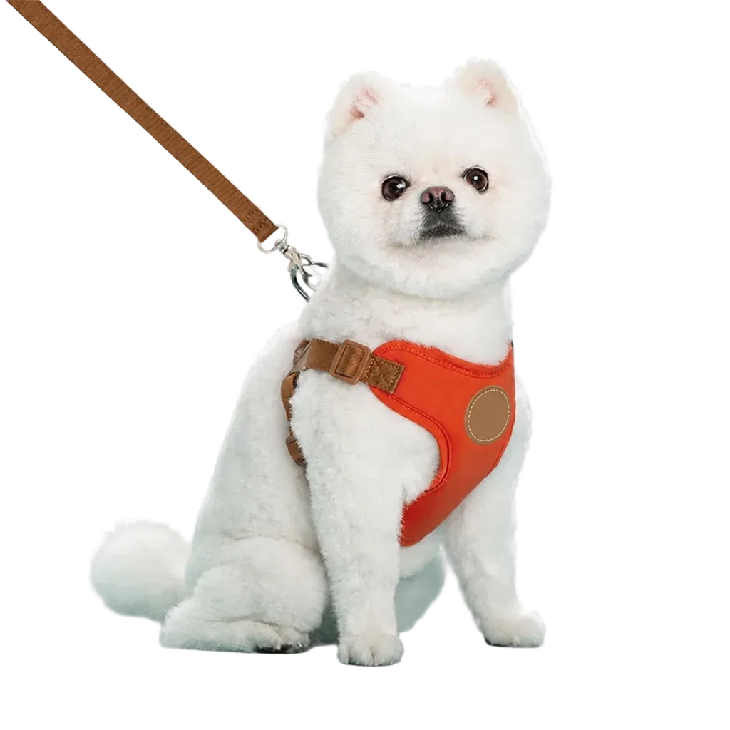 Harnais chiot respirant réglable orange porté par un chien poméranien