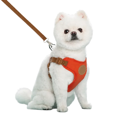 Harnais chiot respirant réglable orange porté par un chien poméranien
