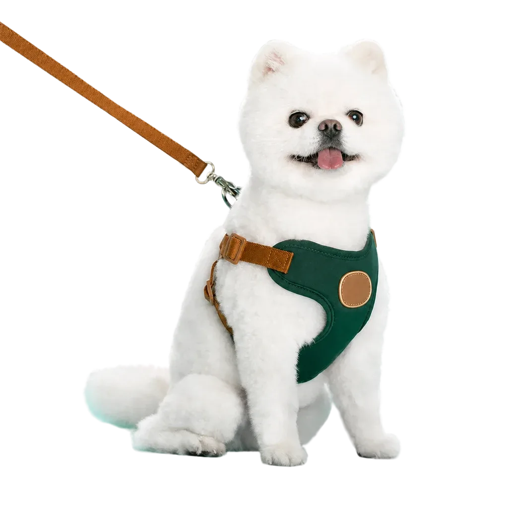 Harnais chiot respirant réglable vert foncé porté par un chien poméranien