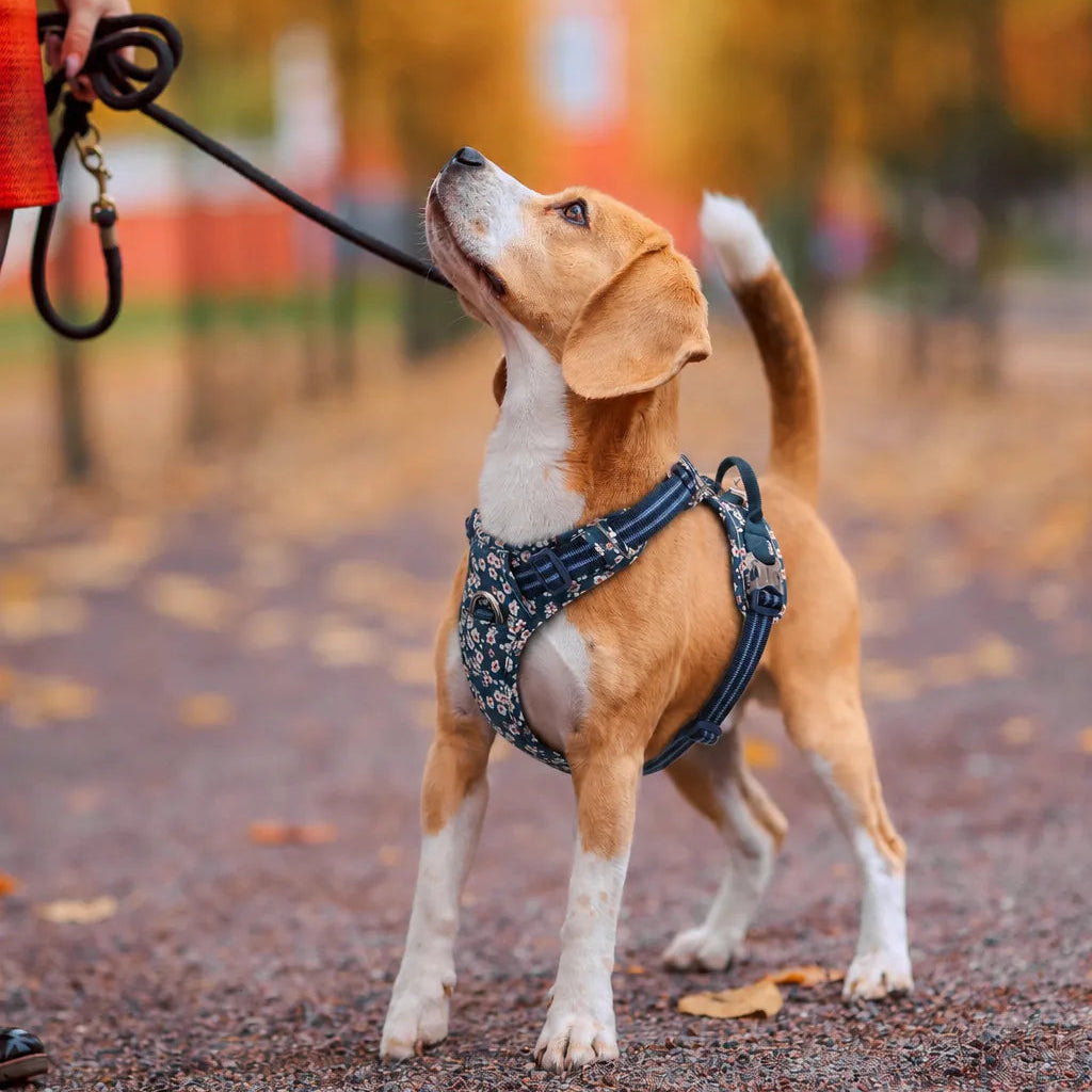 harnais-floral-chien-en-promenade
