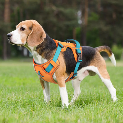 Harnais petit chien maille respirante orange porté par un beagle en extérieur