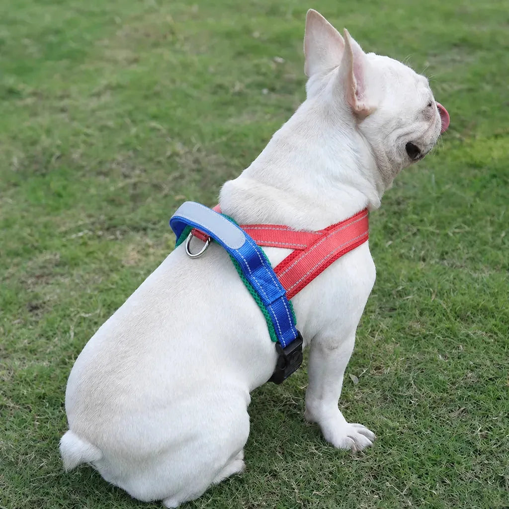 Harnais Petit Chien Selle Ajustable porté par un bouledogue français