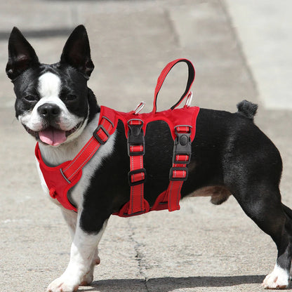 Harnais Randonnée Imperméable porté par un Boston Terrier en extérieur