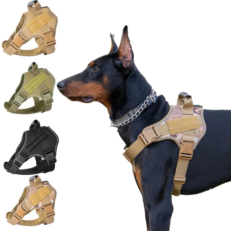 Harnais Tactique Chien Coloré porté par un Dobermann, plusieurs coloris