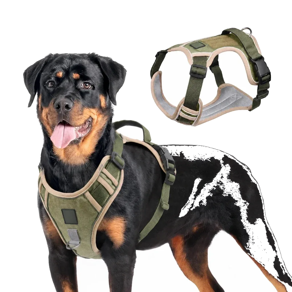 Harnais Tactique Chien Oxford porté par un Rottweiler, coloris kaki