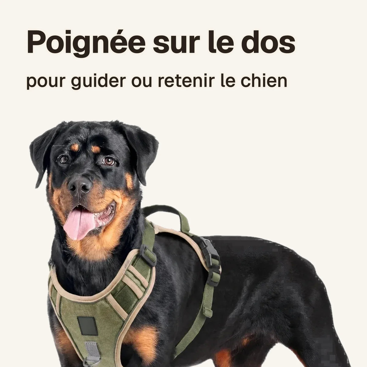 Harnais Tactique Chien Oxford porté par un Rottweiler : poignée sur le dos pour guider ou retenir le chien