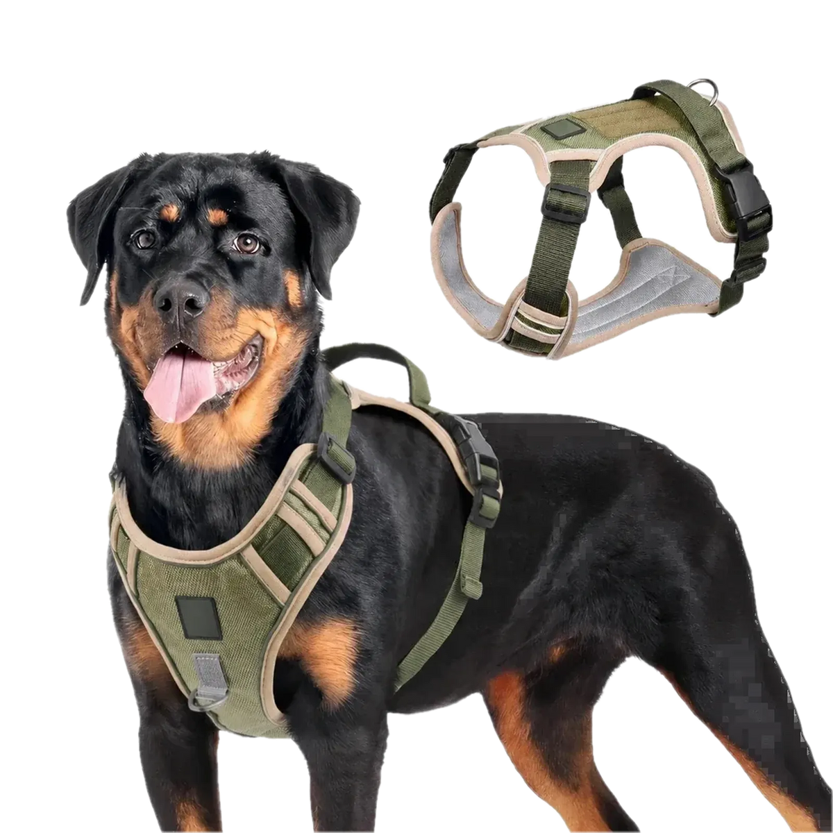 Harnais Tactique Chien Oxford porté par un Rottweiler, coloris kaki