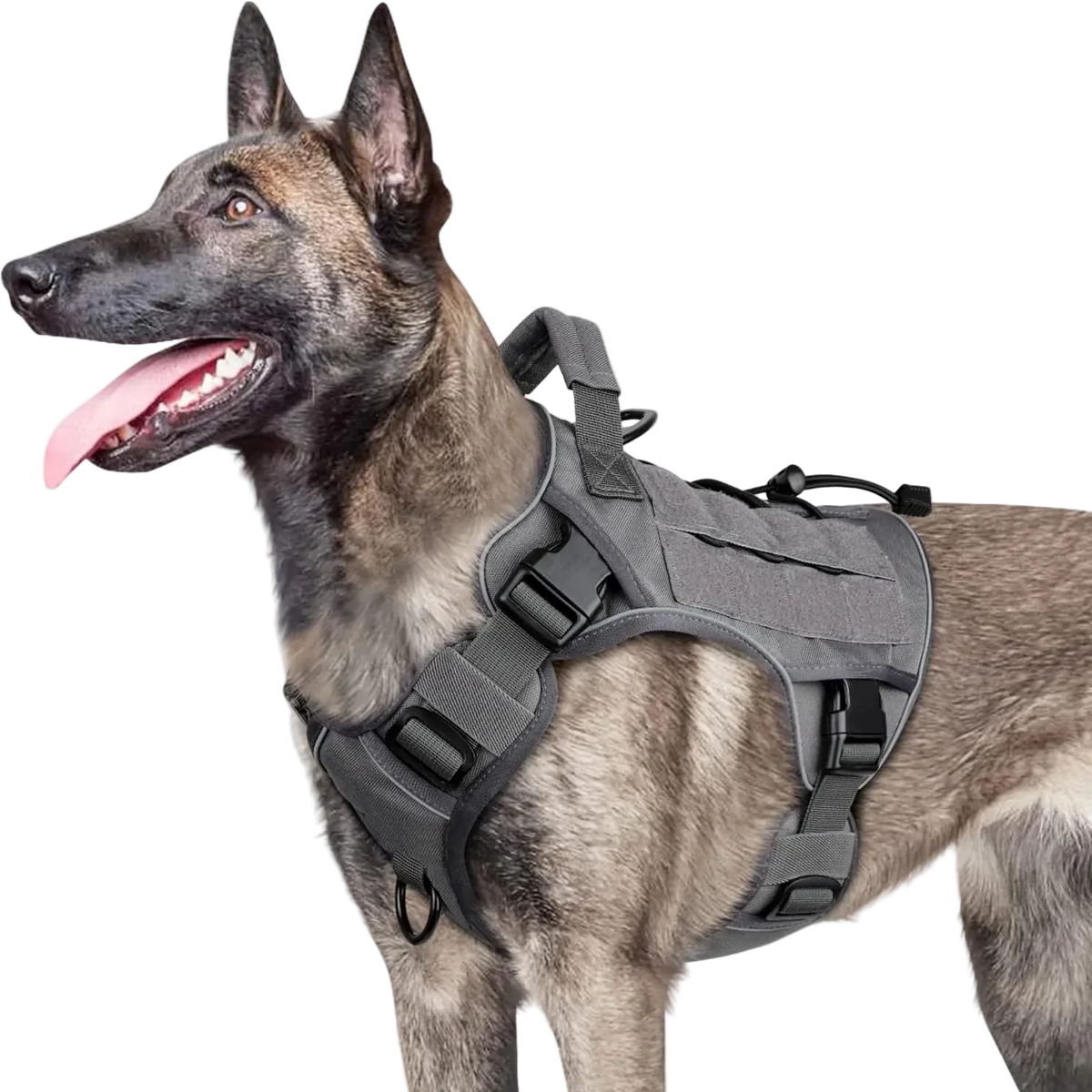 Harnais Tactique Chien Réfléchissant coloris gris, porté par un malinois