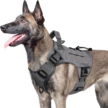 Harnais Tactique Chien Réfléchissant coloris gris, porté par un malinois