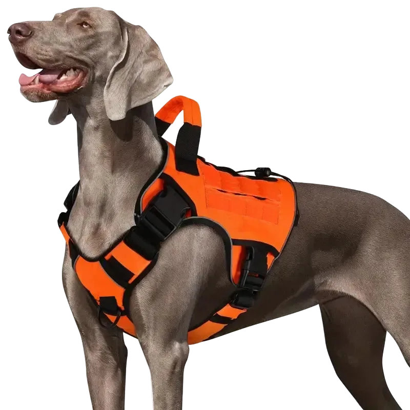 Harnais Tactique Chien Réfléchissant coloris orange, porté par un braque de Weimar
