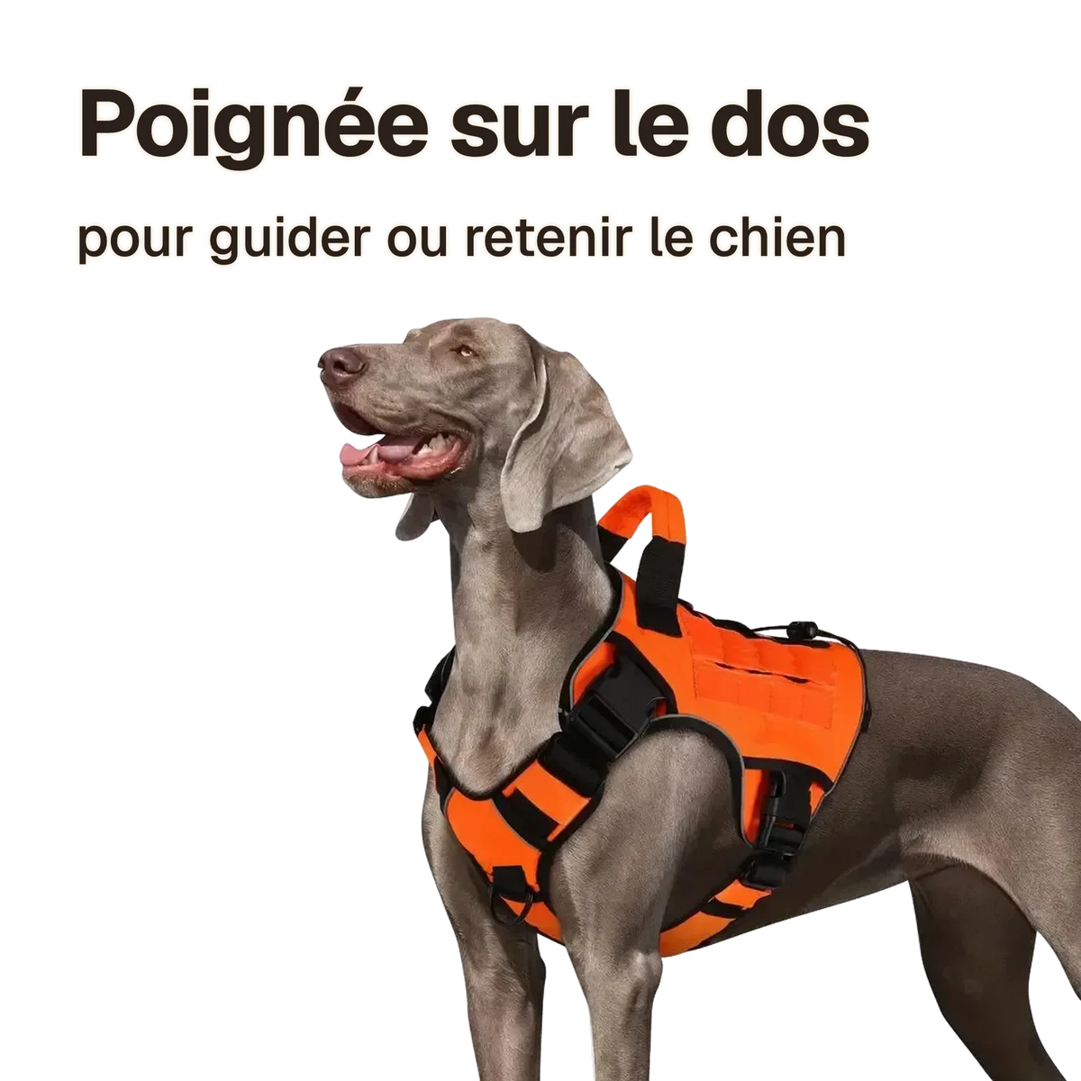 Harnais tactique chien réfléchissant : poignée sur le dos, pour guider ou retenir le chien