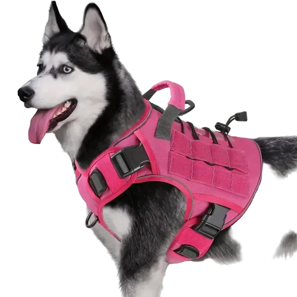 Harnais Tactique Chien Réfléchissant coloris rose, porté par un husky