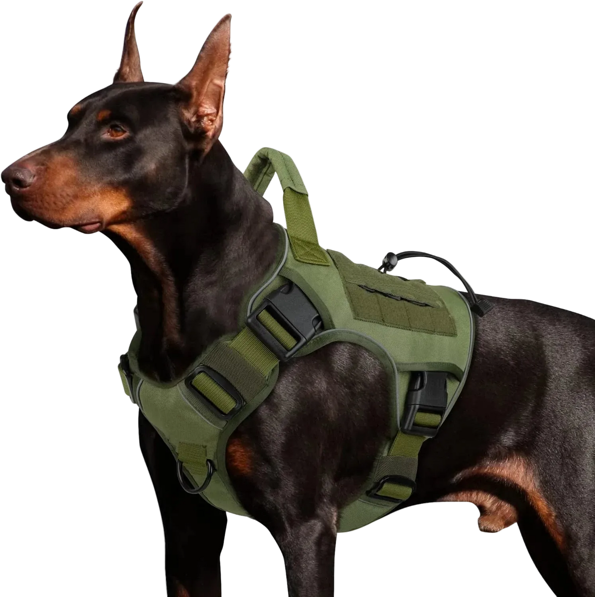 Harnais Tactique Chien Réfléchissant coloris vert olive, porté par un dobermann