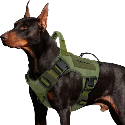 Harnais Tactique Chien Réfléchissant coloris vert olive, porté par un dobermann
