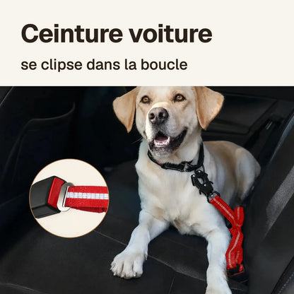 La laisse anti-traction amortissante se clipse dans la boucle de ceinture de la voiture