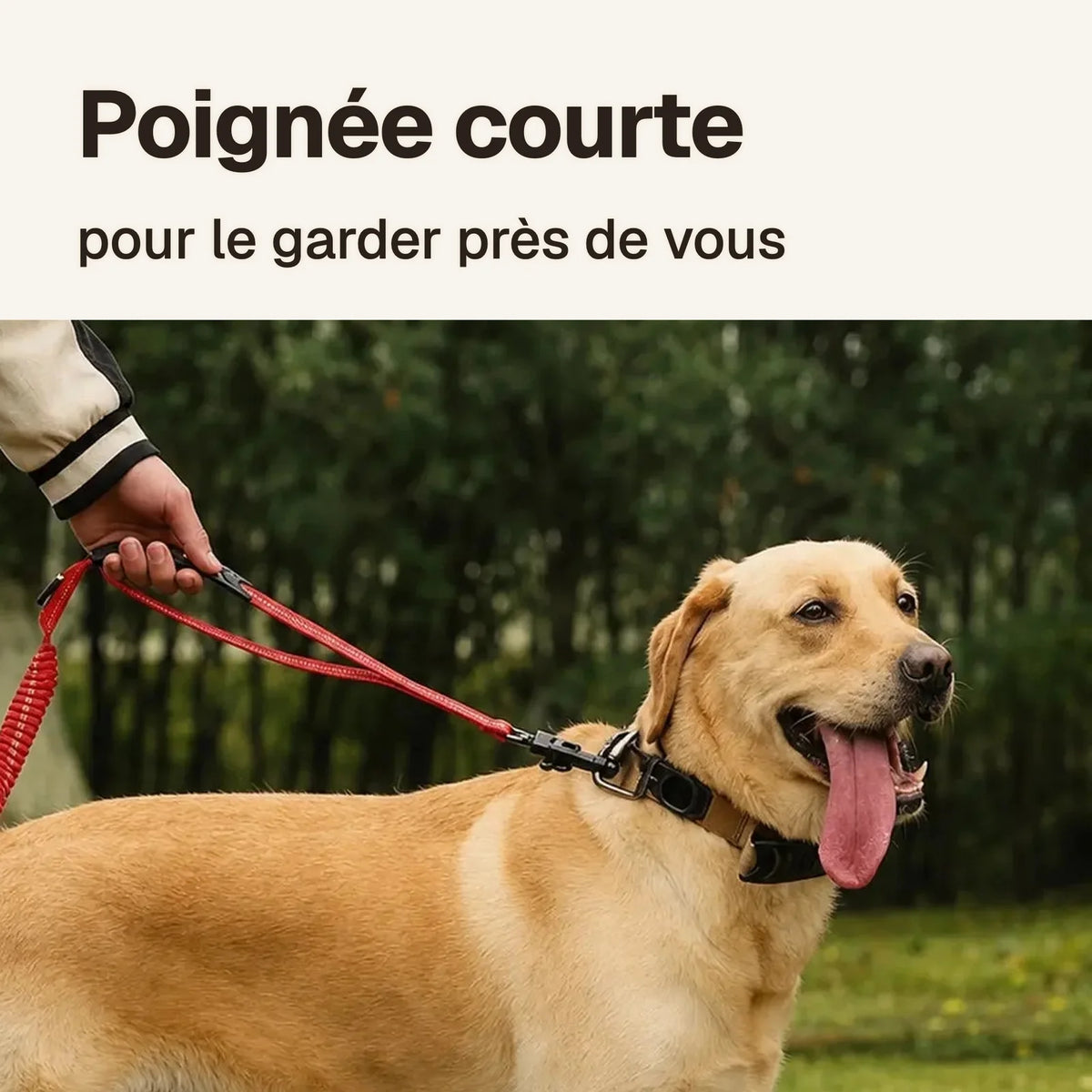 La laisse anti-traction amortissante : poignée courte près du mousqueton pour garder le chien près de vous