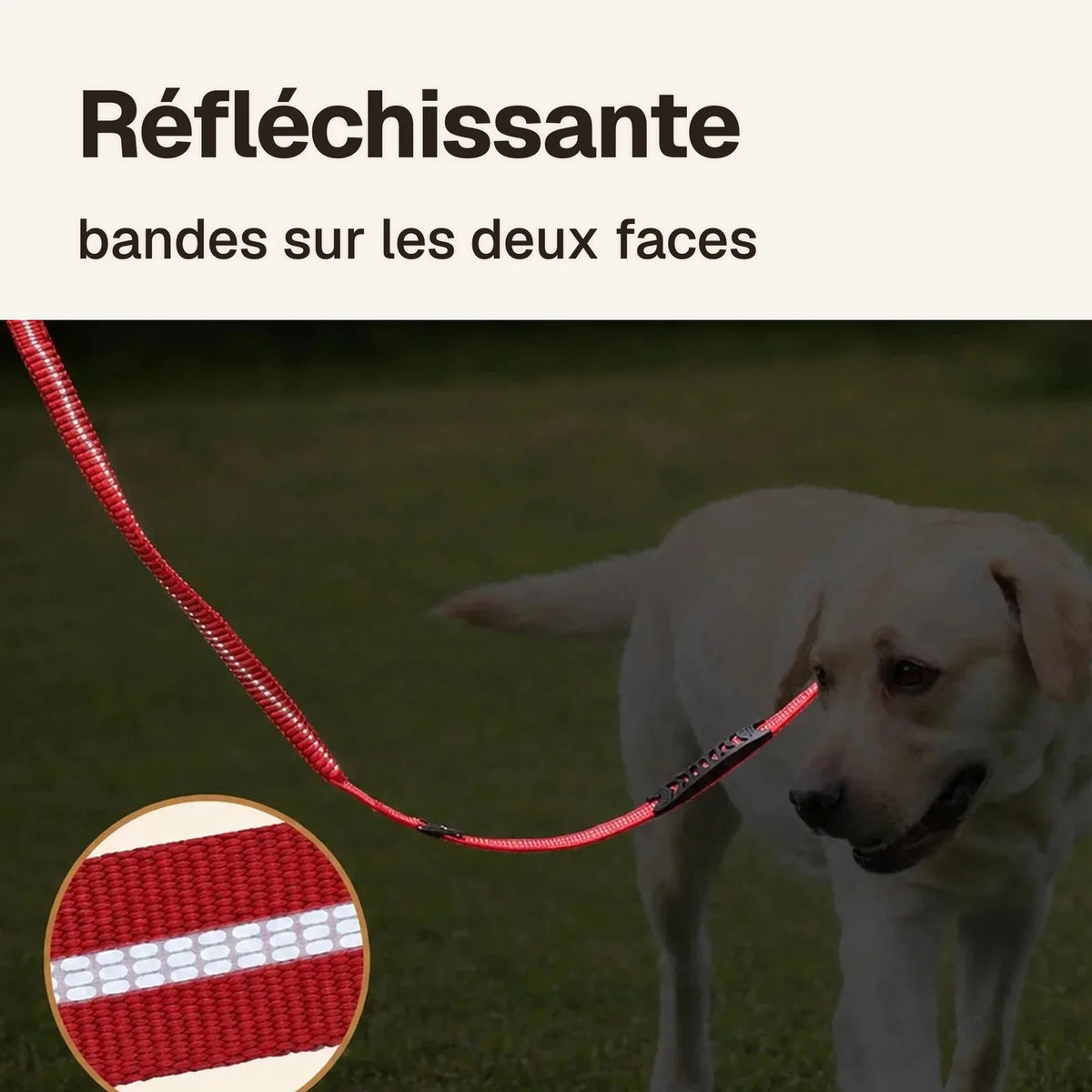 La laisse anti-traction amortissante : bandes réfléchissantes sur les deux faces