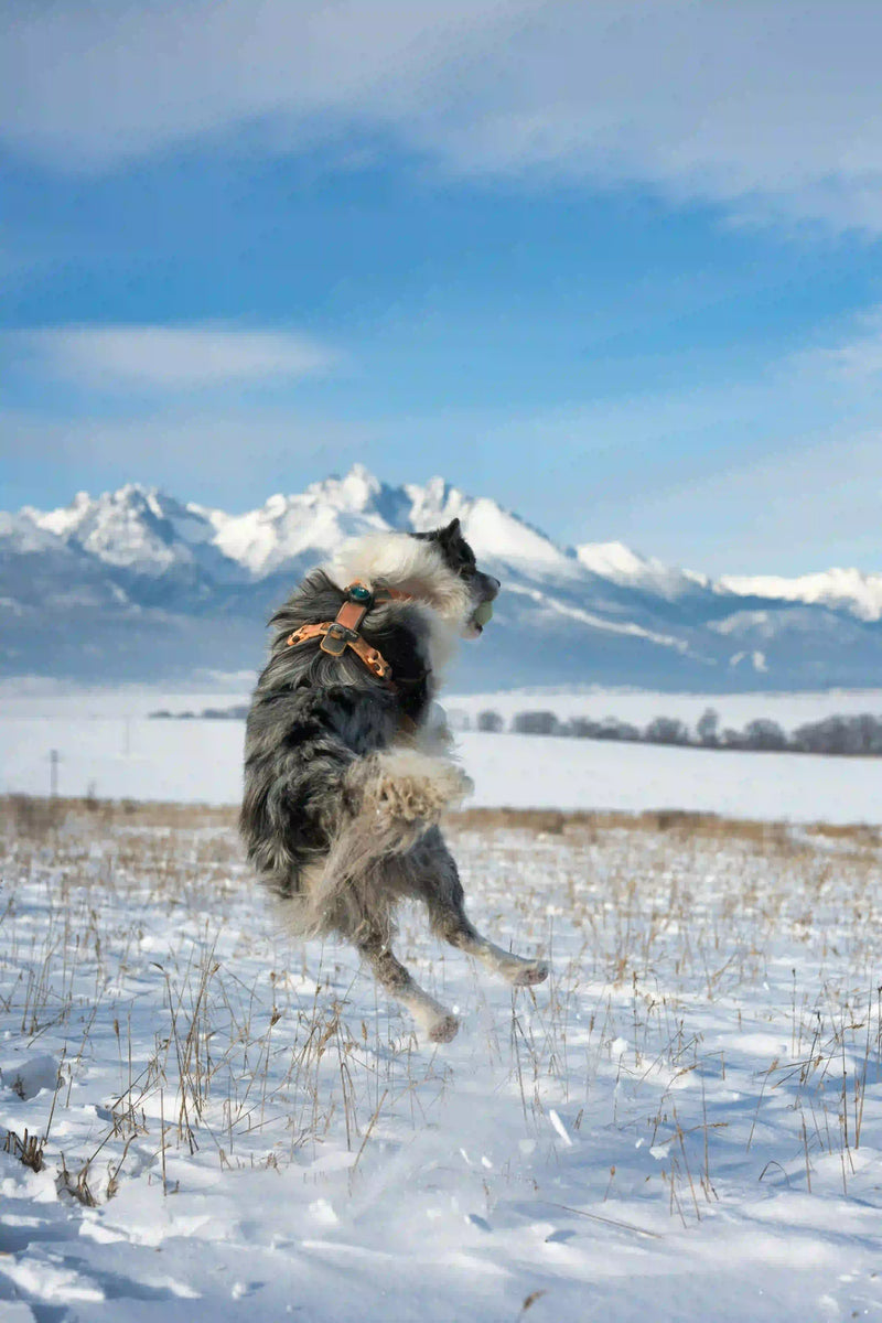 Comment mesurer son chien pour un harnais