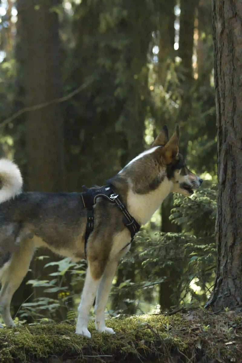 Bien débuter le canicross avec son chien