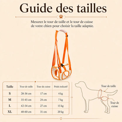 sangle chien handicape arriere guide des tailles