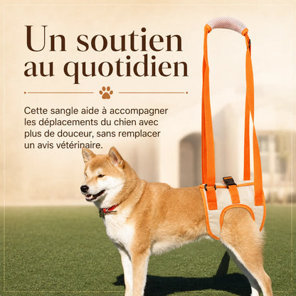 sangle chien handicape arriere lifestyle