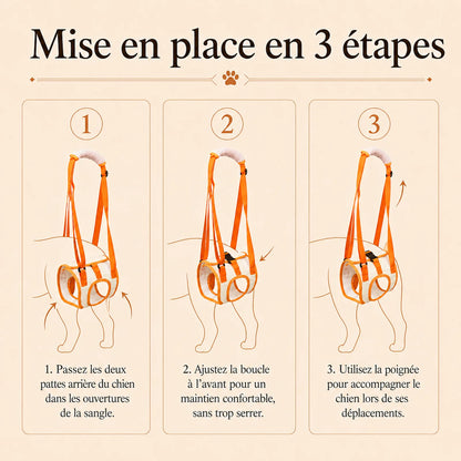 sangle chien handicape arriere mise en place 3 etapes