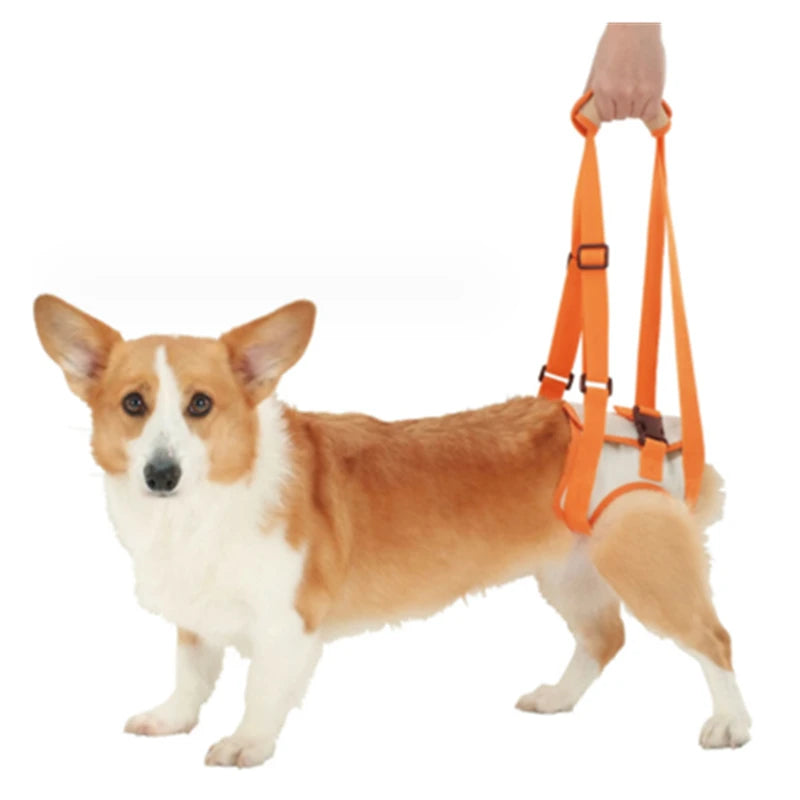 Sangle chien handicapé arrière orange, corgi soutenu par le maître