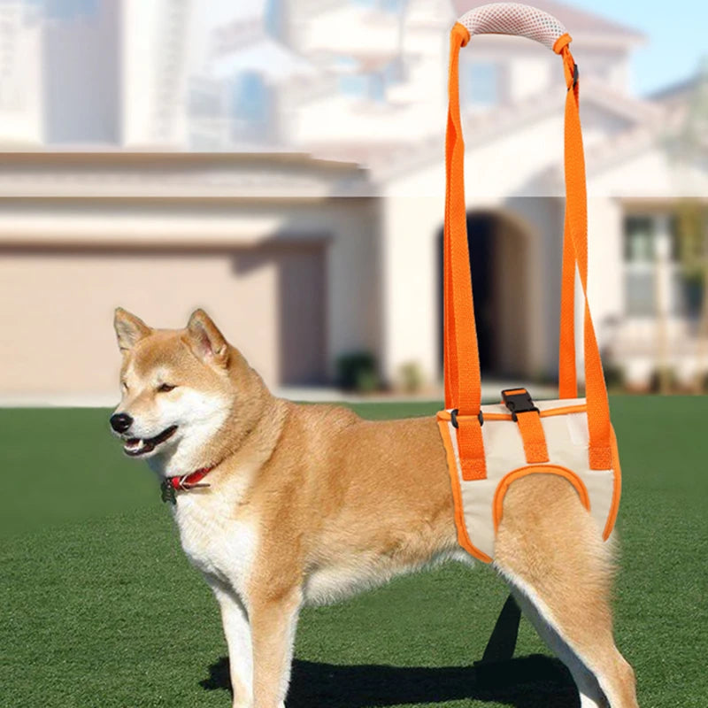 Sangle chien handicapé arrière orange portée par un shiba inu