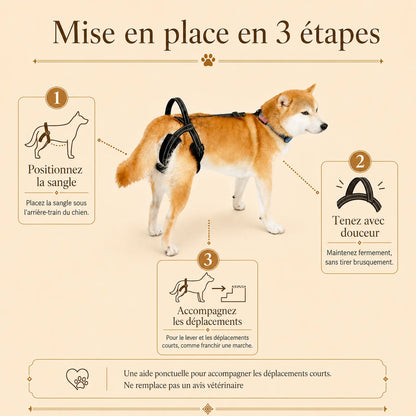sangle chien handicape noire mise en place 3 etapes v2