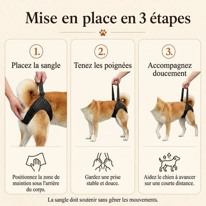 sangle chien handicape noire mise en place 3 etapes