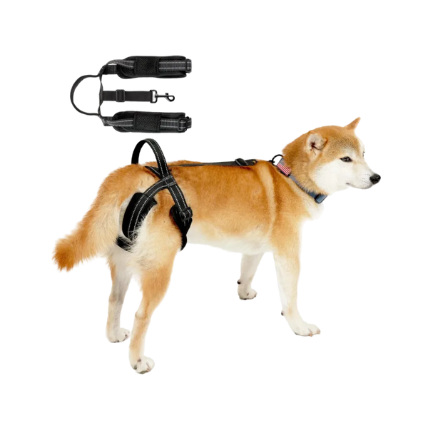 Sangle chien handicapé Noire portée par un chien, avec extension de sangle réglable
