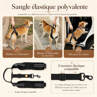 Sangle Chien Handicapé Noire